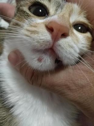 猫咪下巴长了个包