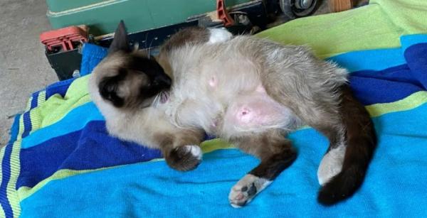 猫咪羊水破了一直不生怎么办-图1