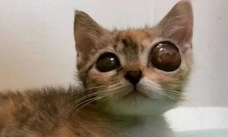 猫咪眼球突出能自愈吗-图1