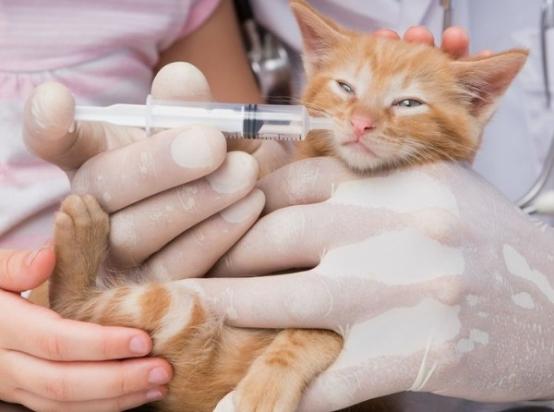 猫咪预防针多少钱一针-图1