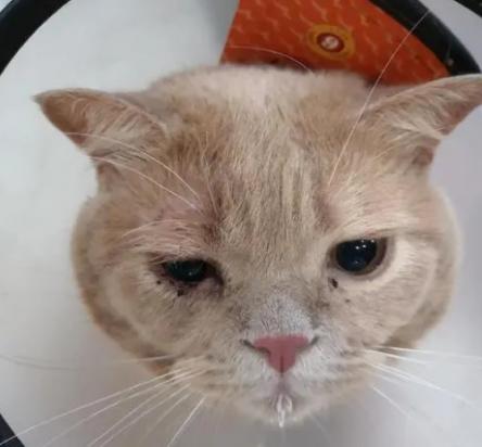 猫咪眼睛眼角的白膜露出来怎么治疗-图1