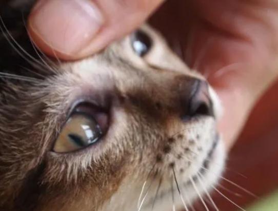 猫咪眼睛息肉能自愈吗-图1