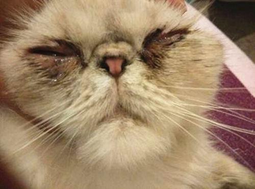 猫咪眼睛有脓性分泌物打喷嚏-图1