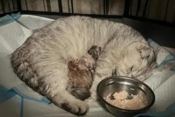 猫咪羊水是什么颜色的-图1
