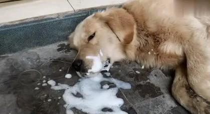 为什么狗狗吐黄色的泡沫液体