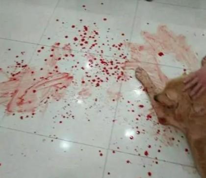 狗狗死前吐血是什么病-图1