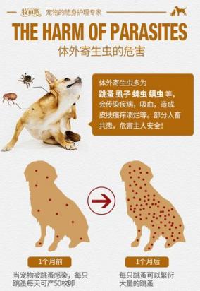 猫驱虫后跳蚤去哪儿了-图1