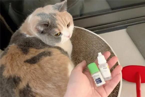 猫能用人的眼药水吗-图1