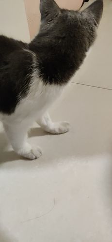 猫前肢不着地-图1
