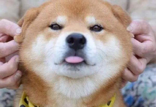 狗狗能吃山药吗-图1