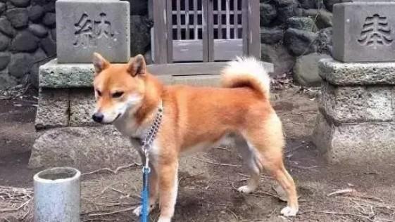 狗狗脑积水能活多少年-1