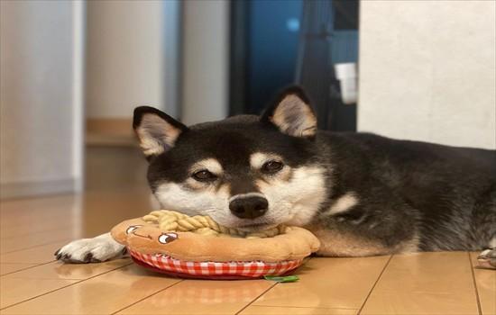 柴犬掉毛期持续多久-图1