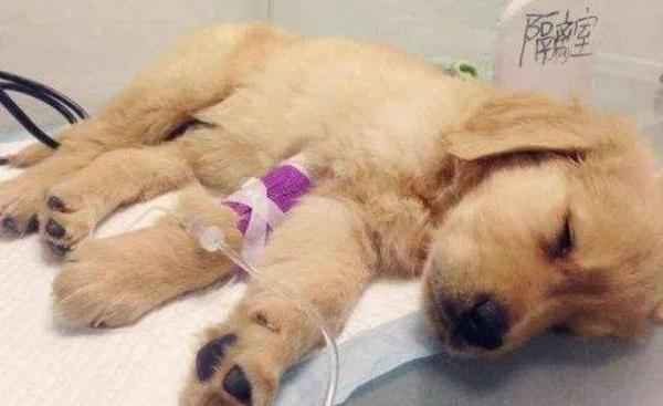 犬细小病毒用什么药治疗-图1