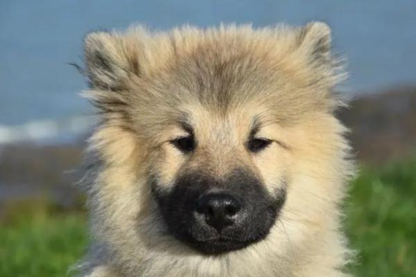 狗狗为什么头会臭臭的怎么回事