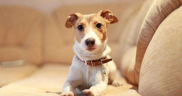 犬糖尿病治疗方案