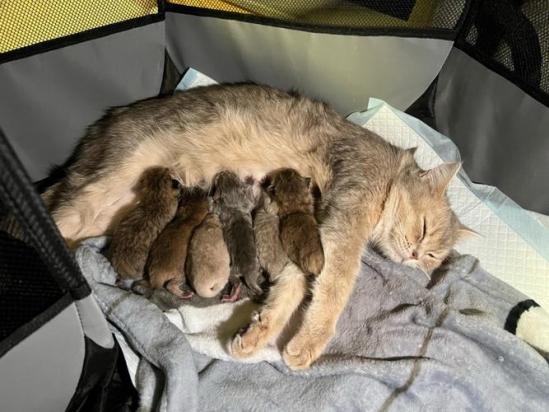 猫什么时候生怀孕多少天可以生-图1