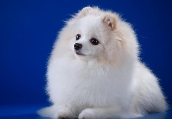 犬正常血糖范围