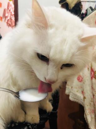 猫能吃酸奶吗为什么