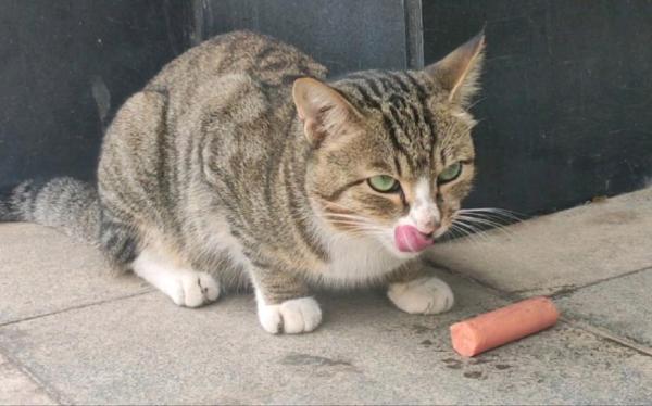 猫能吃火腿肠吗