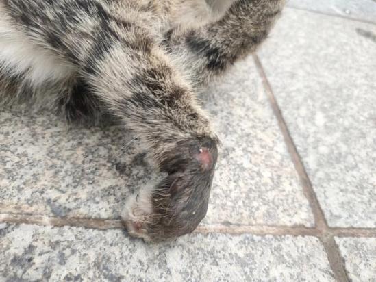 猫前肢无力支撑是怎么了-图1