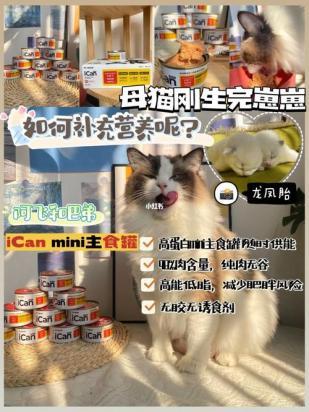 猫生产后吃什么可以补充营养-图1