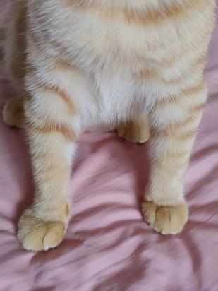 猫前腿短后腿长正常吗-图1