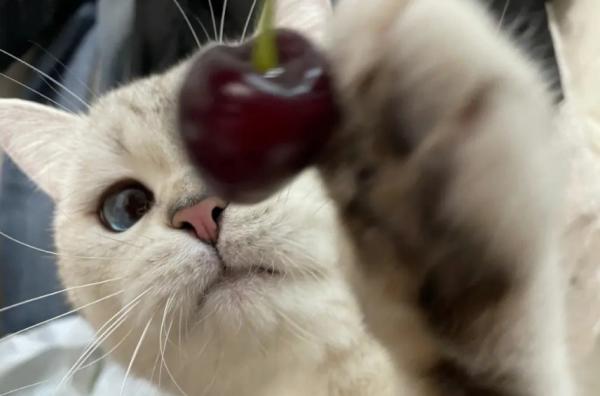 猫能吃樱桃吗-图1