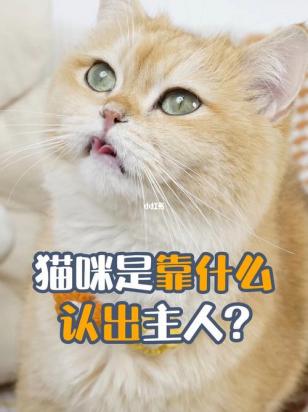 猫咪怎么样才算认主人-图1