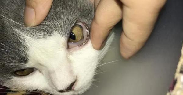 猫咪眼睛肿胀怎么办-1