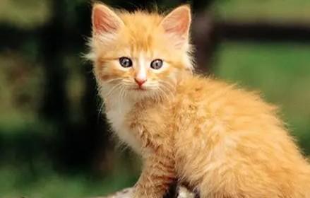 猫咪一直扒门一直叫想进卧室-图1