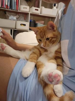 猫咪一直在身边蹭来蹭去是为什么