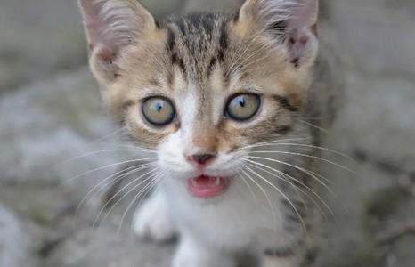 猫咪应激严重的表现-图1