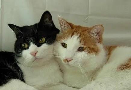 猫咪有没有感情-图1