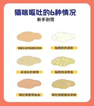 猫呕吐是因为什么-图1