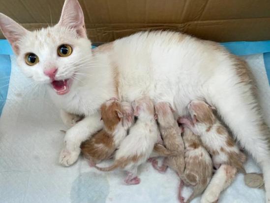 猫生孩子应该怎么处理