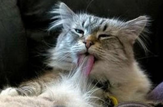 猫咪自己舔毛是什么意思-图1