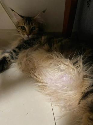 猫咪涨奶有硬块怎么办-图1