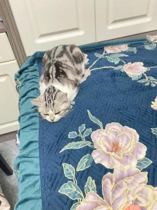 猫咪涨奶怎么办