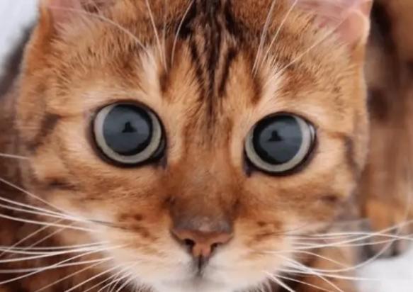 猫咪眼睛变圆是喜欢主人吗