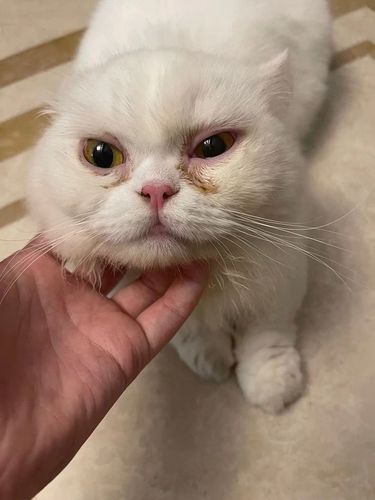 猫咪眼睛突然一大一小睁不开