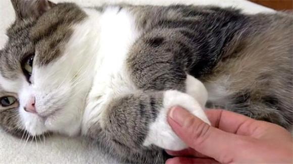 猫让你摸爪子代表什么-图1