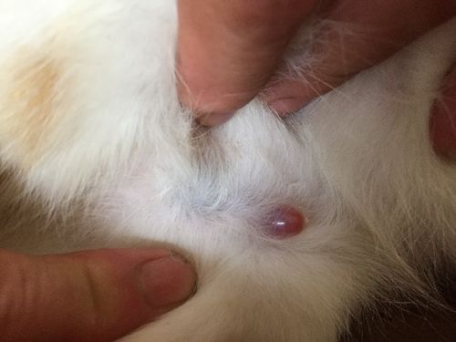 猫生产后肚子一侧有硬块-图1