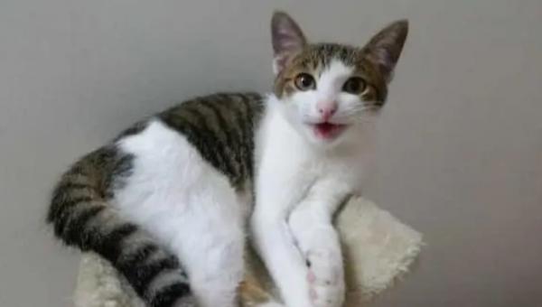 猫咪有眼泪眼屎怎么办-图1