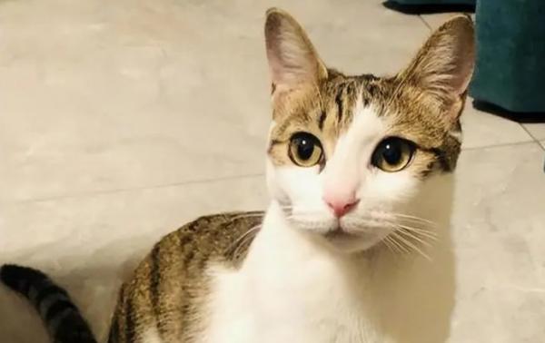 猫咪有验孕试纸吗-图1