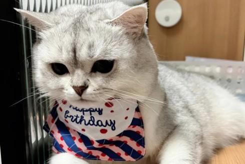 猫三岁相当于人多少岁-图1