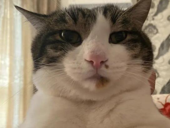 猫咪一边腮帮子突然肿了-图1