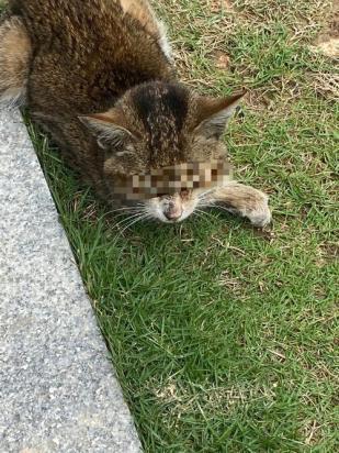猫咪坠楼后挺过多久就好了