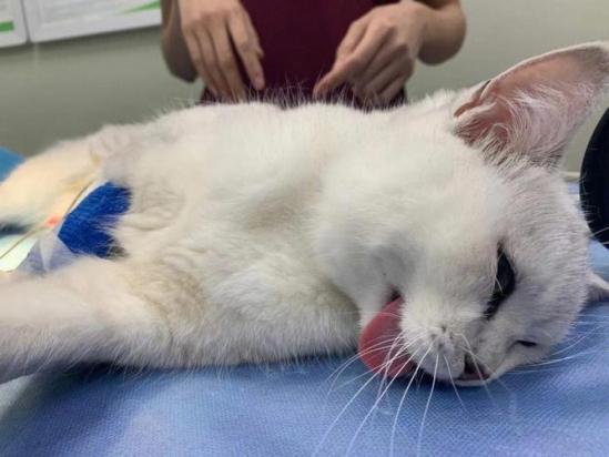 猫绝育后多久可以吃东西
