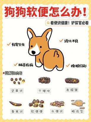 狗狗软便什么原因-图1