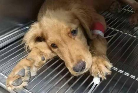 狗狗细小在家里最有效的治疗方法